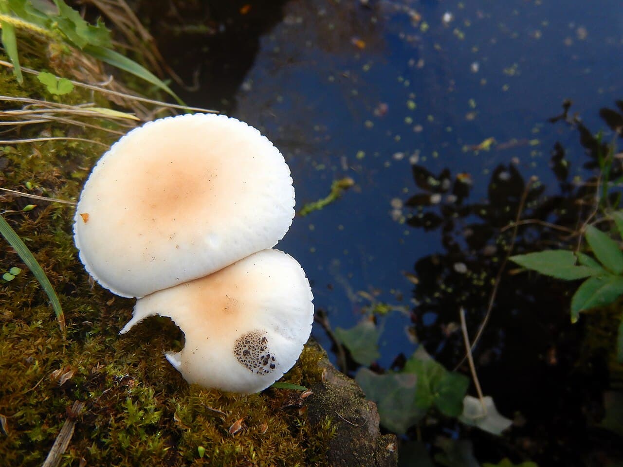 Sagra: Festa dei Funghi Pioppini di Costozza, Longare