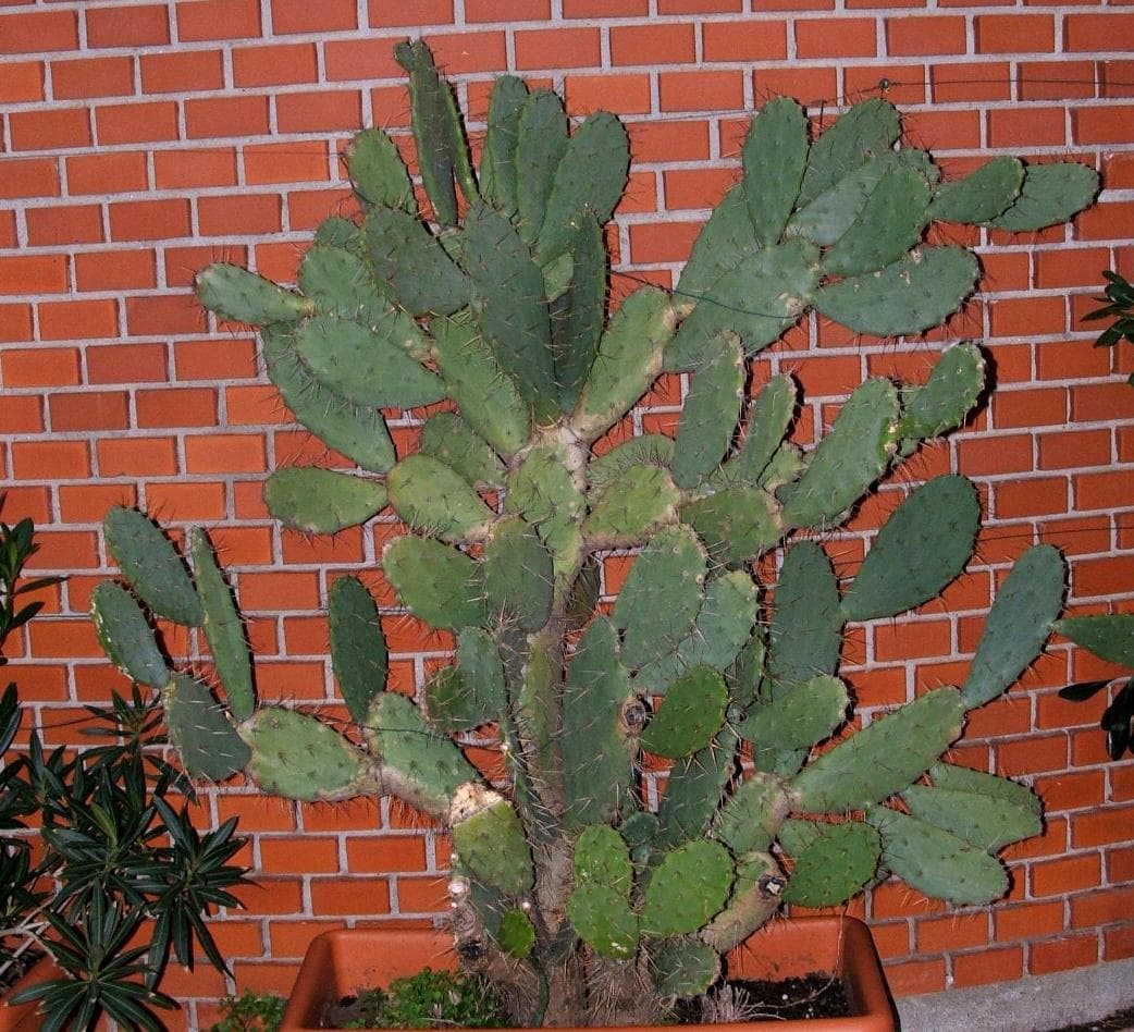 Sagra: Sagra del Ficodindia di San Cono, San Cono