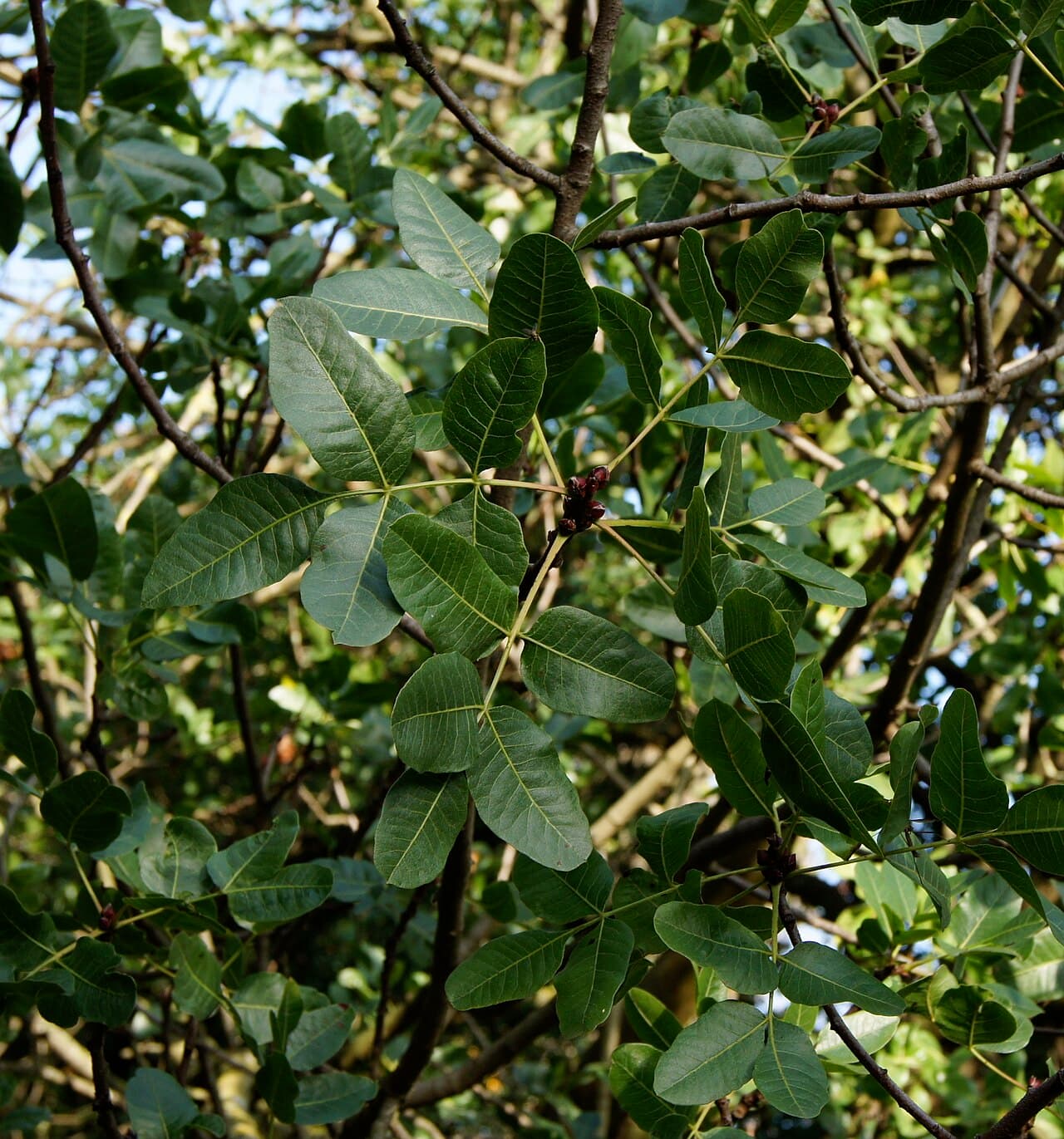 Sagra: Sagra del Pistacchio di Bronte, Bronte