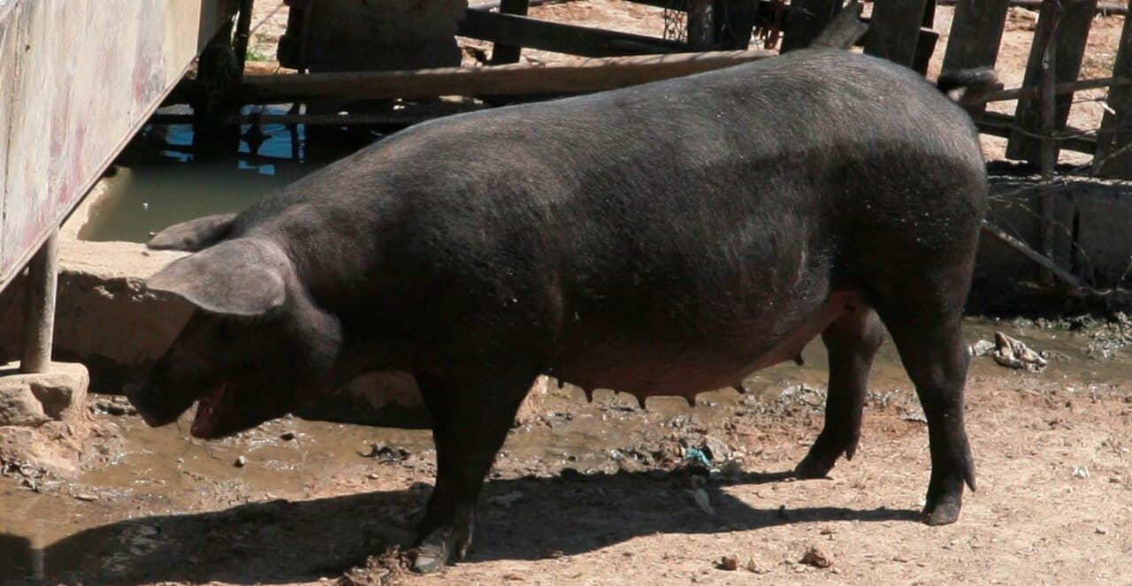 Sagra: Sagra del Suino Nero dei Nebrodi, Cesaro