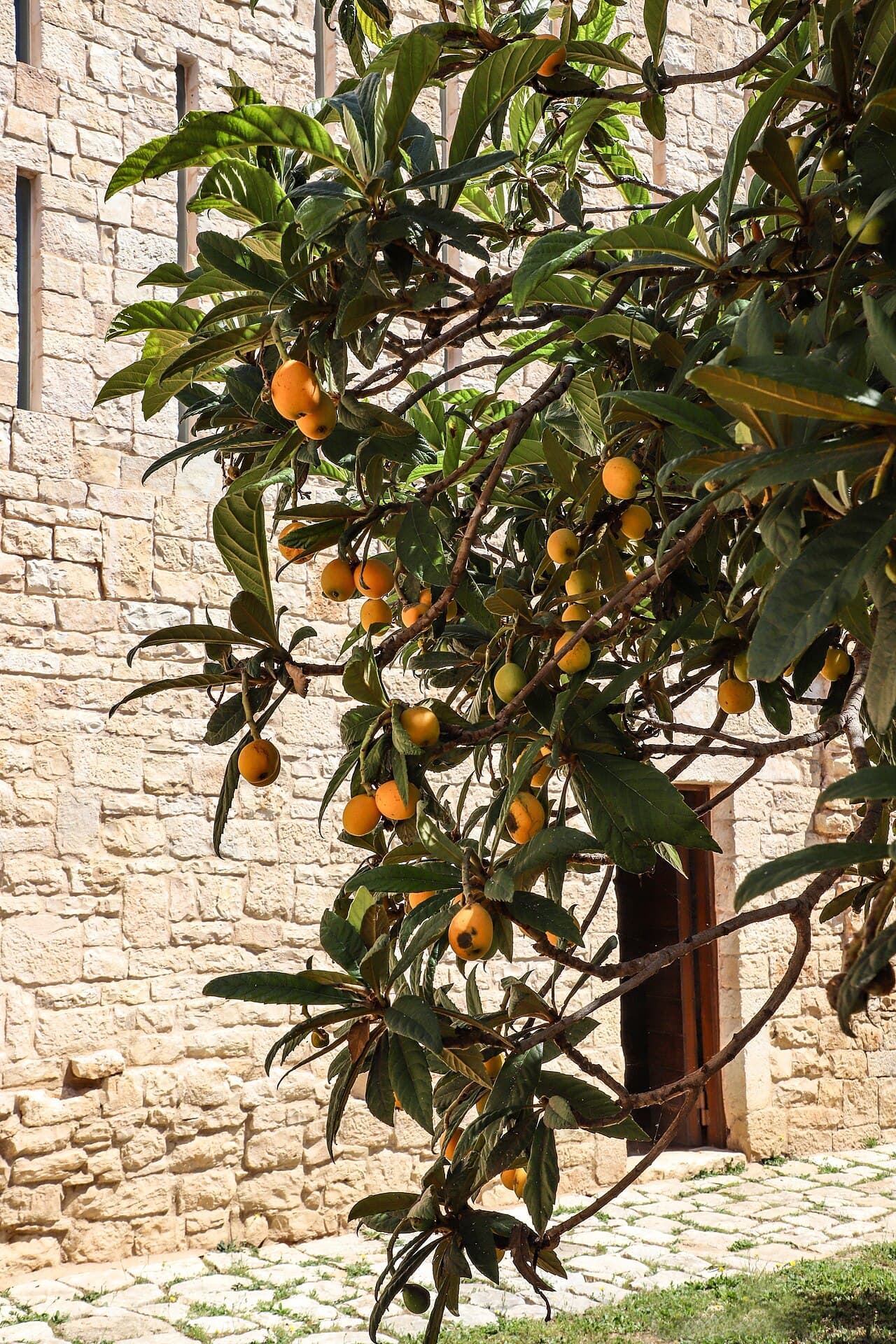Sagra: Sagra della Nespola di Altofonte, Altofonte