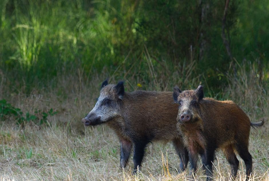 Sagra del Cinghiale di Dugenta, Dugenta