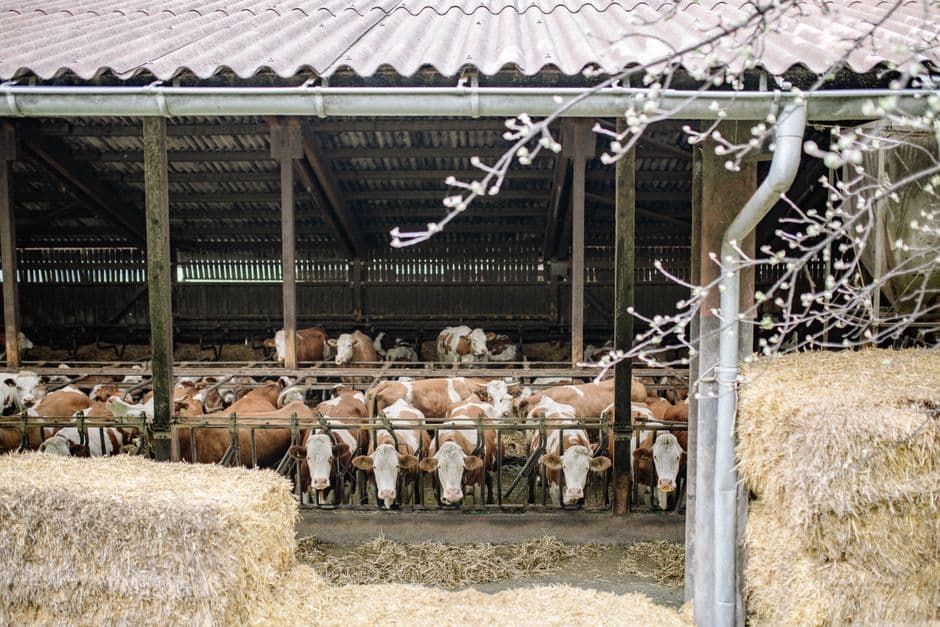 Sagra: Rassegna Fieristica dell'Agricoltura, dell'Artigianato, del Commercio e della Zootecnia - Paesanainpiazza, Paesana