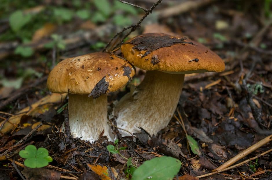 Sagra dei Funghi di Cusano Mutri, Cusano Mutri